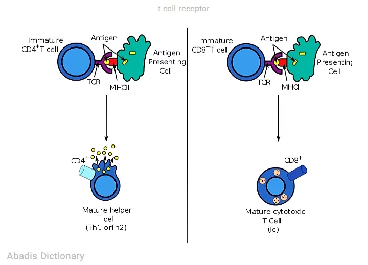 t cell receptor